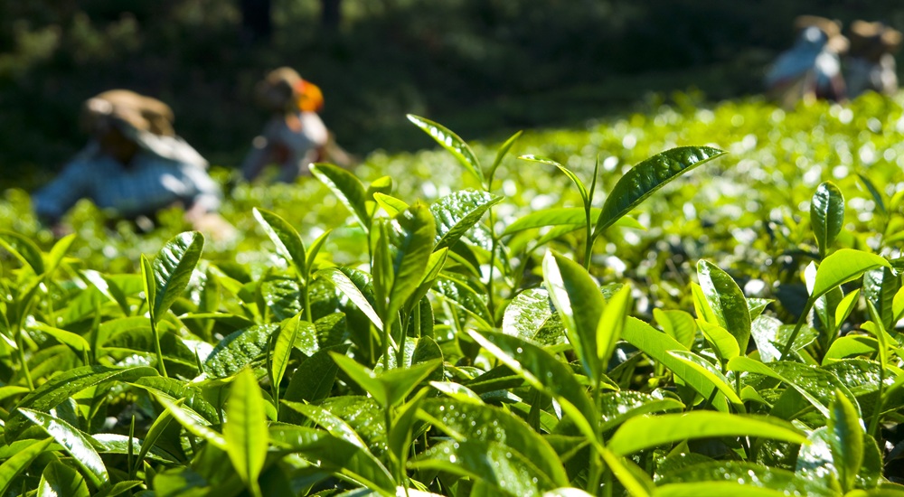 Tea garden Bangladesh