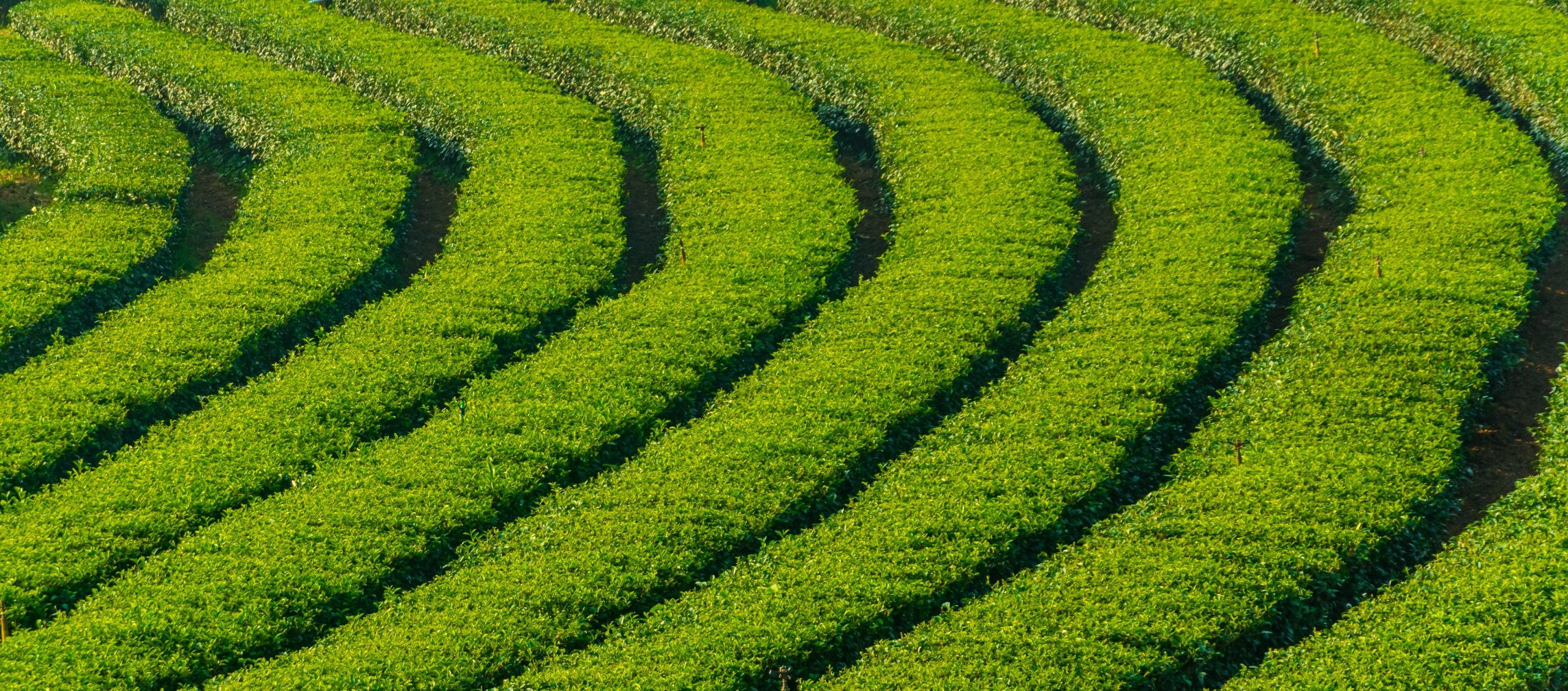 Chittagong tea garden
