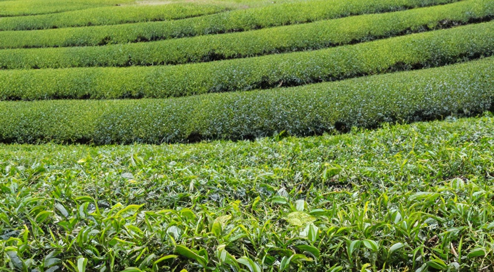 Tea plantation